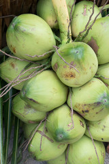 Fresh Fruits on summer in fresh market Thailand-Coconut