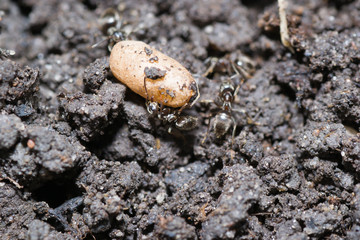 the ant