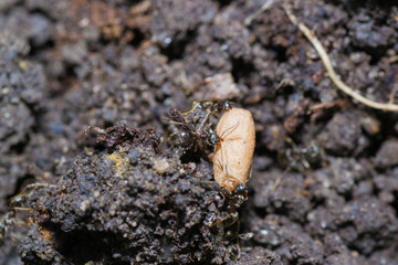 the ant