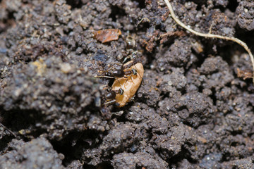 the ant