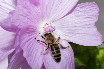 animals bee