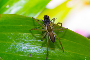 spider nature
