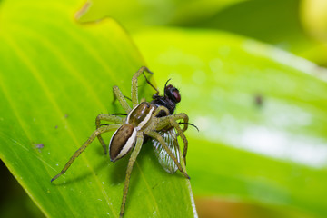 spider nature