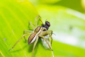 spider nature