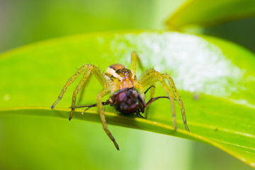 spider nature