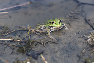 Green frog in pond