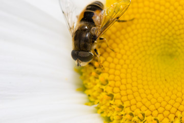 animals bee