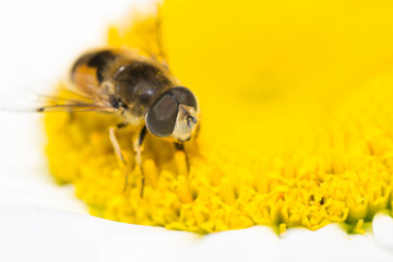 animals bee