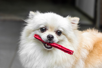 Spitz white dog hold red snacks in the mouth
