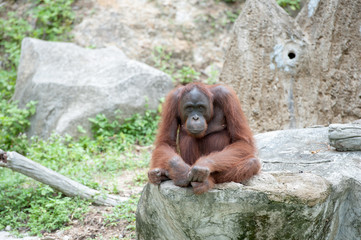 Orangutan
