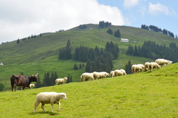 Fototapeta na wymiar sheep feeding grass on the hill in Appenzell Switzerland
