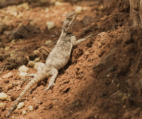 lizard on land