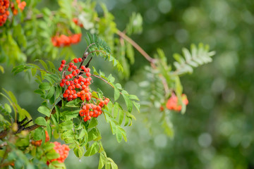 Sorbus Red Fruits