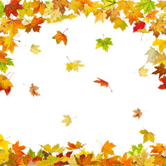 Falling autumn maple leaves isolated on white background.