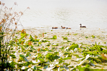 Obraz na płótnie Canvas Ducks fishing in the Dnieper river, close to waterlilies and bulrush, in Kiev, Ukraine