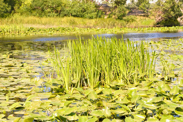 Reeds and Waterlilies in the River