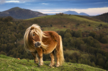 Melena al viento.
Pony shetland, Navarra.