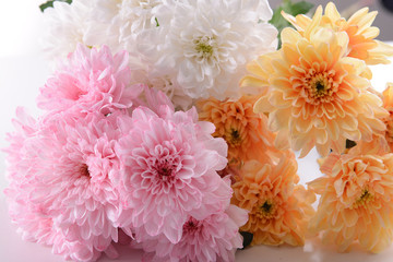 Colorful chrysanthemum close up