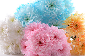 Colorful chrysanthemum close up
