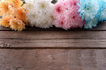 Colorful chrysanthemum on wooden background