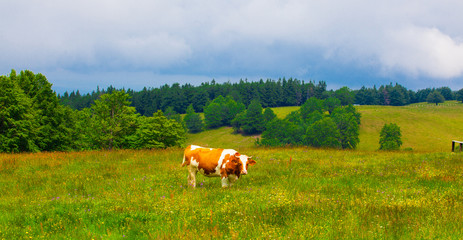 Cows grazing in Semenic Mountains