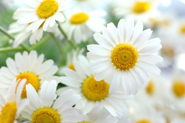 Obraz premium Beautiful bouquet of daisies close up