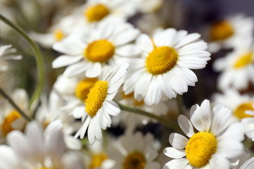 Beautiful bouquet of daisies close up
