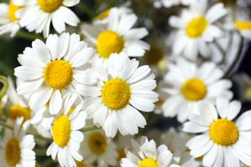 Beautiful bouquet of daisies close up