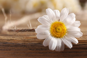 Fototapeta na wymiar Beautiful daisy on table close up