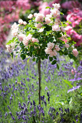 Fototapeta premium ein schöner Garten mit vielen Blumen