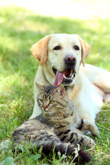 Friendly dog and cat resting over green grass background