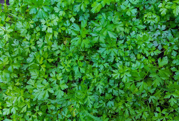 Parsley on the lawn, top view. backgrounds