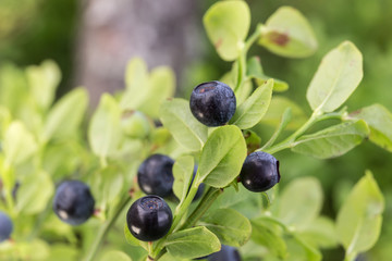 ripe blueberries on a bush