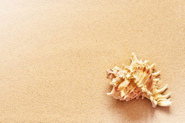 Fototapeta na wymiar Seashell on the summer beach and sand as background