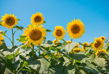 Obraz premium Sunflower field