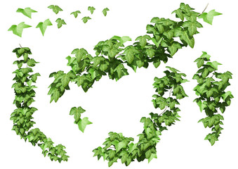 ivy leaves isolated on a white background. - obrazy, fototapety, plakaty