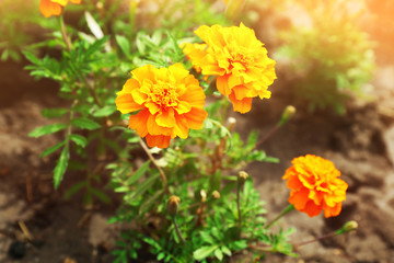 Bright marigold flowers on flowerbed