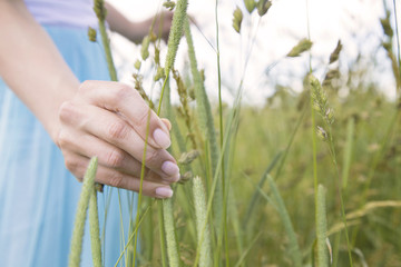 Woman's hand in the field. Meadow