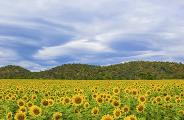 field of blooming sunflowers with green hill background