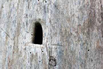 hole in the hive in the wooden trunk