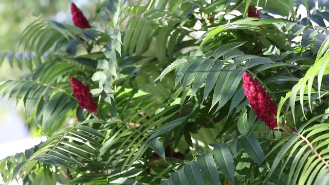sumac vinaigrier