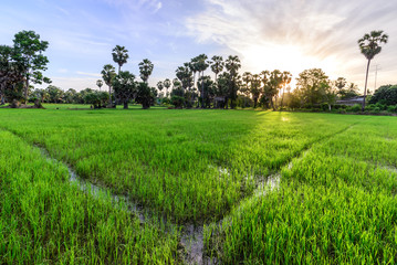Fototapeta na wymiar Rice field with palm tree background in morning, Phetchaburi Thai