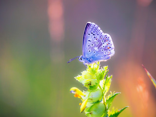 Blue Gossamer winged Butterfly in the evening sun