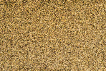 Dried cumin seeds (jeera)