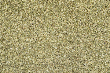 Fennel seeds background