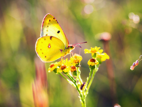 Golden Eight Butterfly