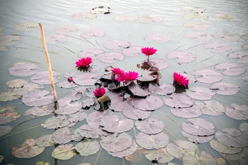 Deurstickers Waterlelie water lily