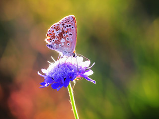 Blue Gossamer winged Butterfly in the evening sun