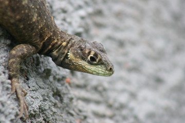 Tropidurus torquatus