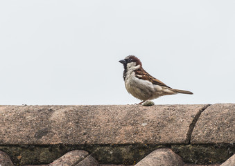 House Sparrow